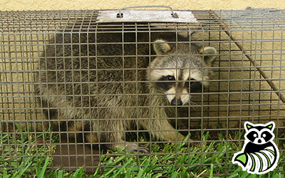 Wildomar trapping